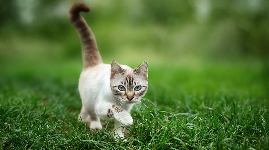 春天遛貓指南-帶貓出街前必讀準備與注意事項